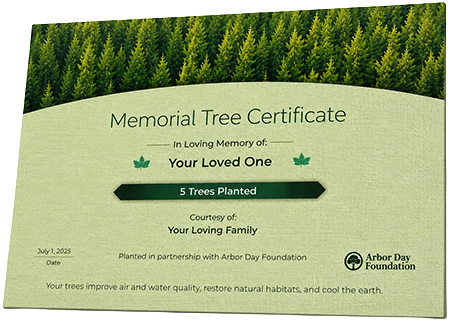 Plant Trees in Memory of Pearline Taylor